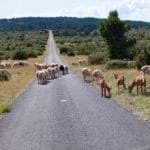 Lange asfaltweg met schapen erop in Frankrijk