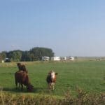 Drie koeien met vier caravans erachter op een groen weiland dichtbij de Noordzee