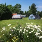 Bloemen op een grasveld met tenten erachter op Camping Zilt bij Zee