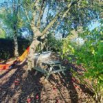 Picknicktafel onder een boom in Zeeland