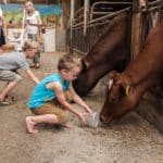 Kinderen voeren koeien op een boerderijcamping in Brabant