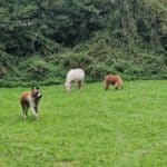 Hond en twee pony's in een groen veld op zorgboerderij en Camping Luna de Rolke