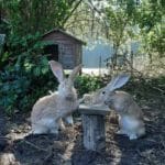 Twee reuze konijnen in Groningen